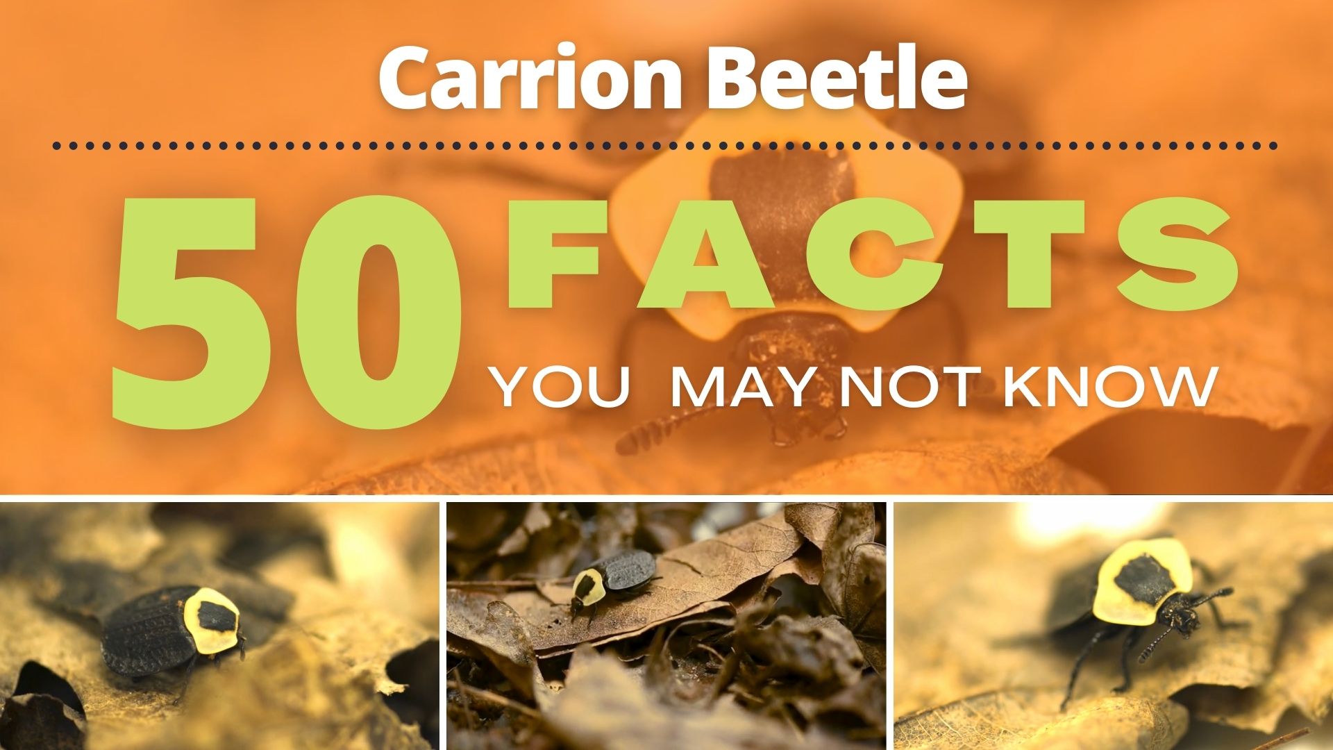 Carrion Beetle 50 Facts You May Not Know Stories July 27, 2022